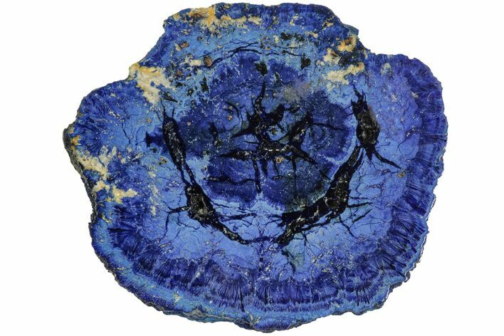 Vivid Blue, Cut/Polished Azurite Nodule Slice - Siberia #209475